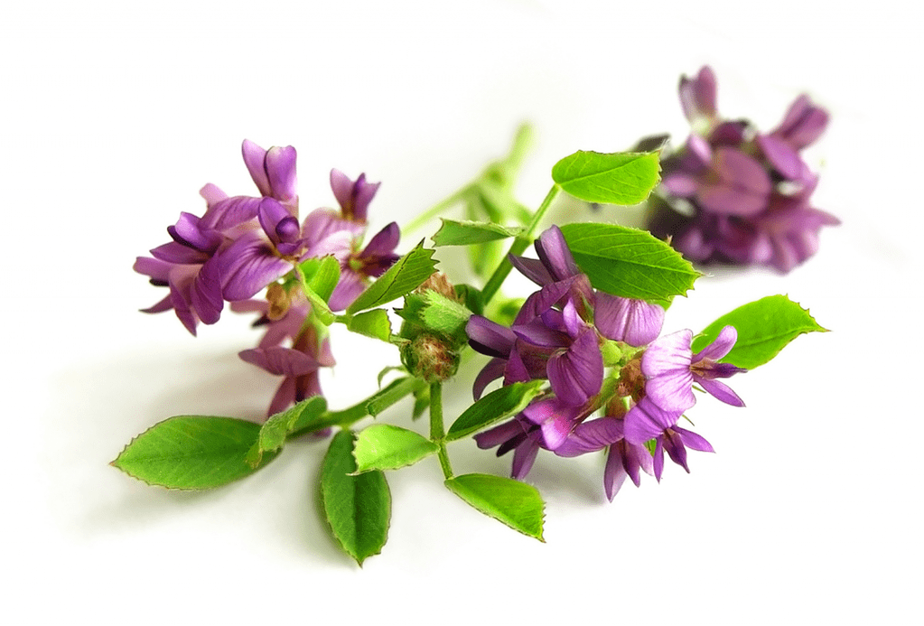 Alfalfa is spherical as part of Artovitel