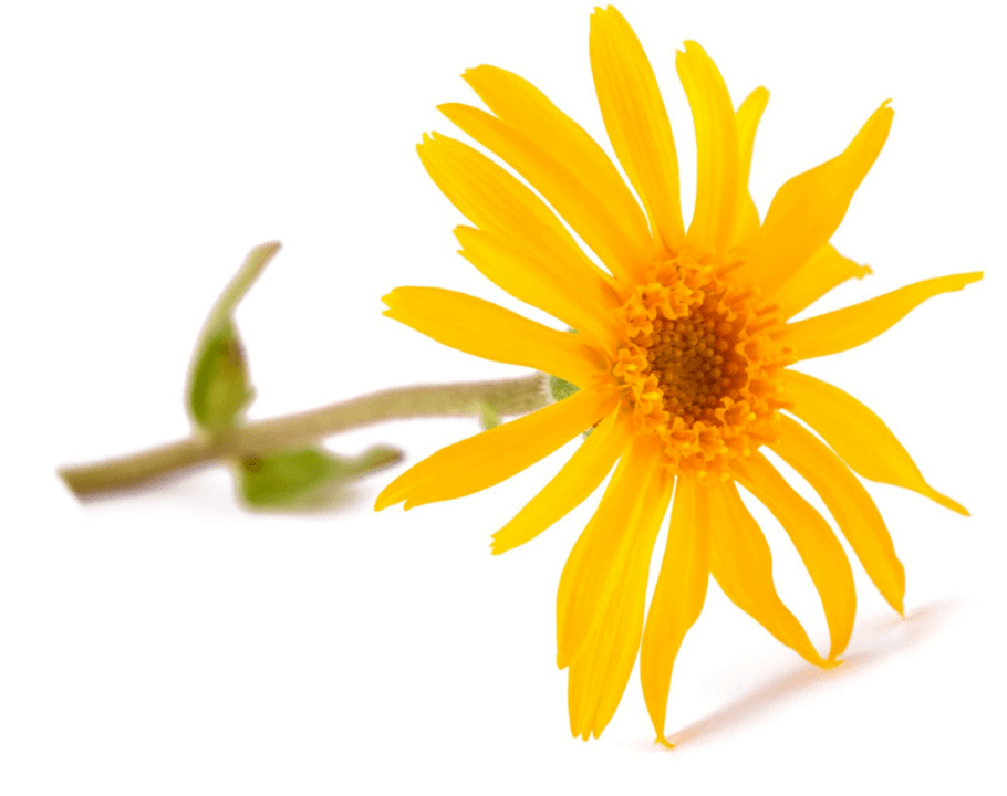 Arnica extract in Artovitel